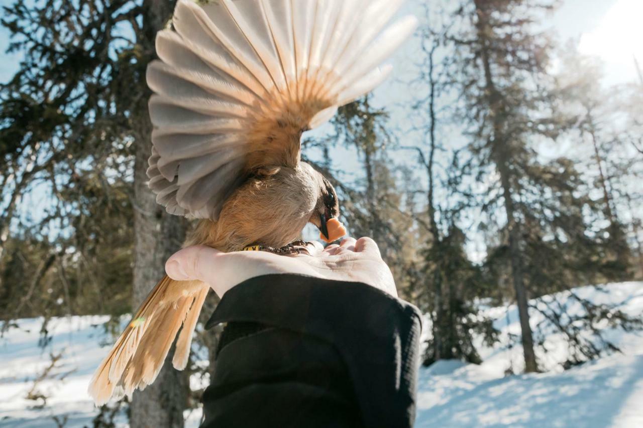 Lapland Hotels Pallas Pallastunturi Dış mekan fotoğraf